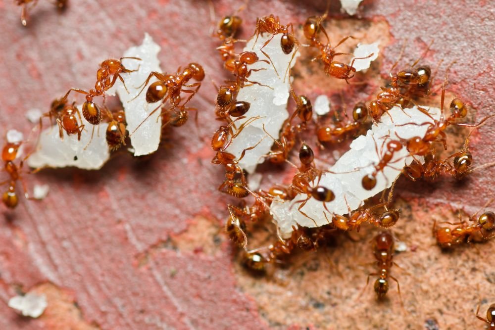 A piece of paper infested with ants, illustrating the necessity for pest control services in Fresno, CA.
