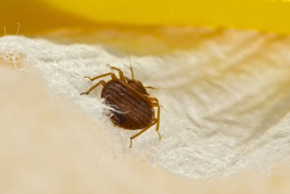 A bed bug resting on a white sheet, illustrating the pest problem tackled by a pest control service in Fresno, CA.