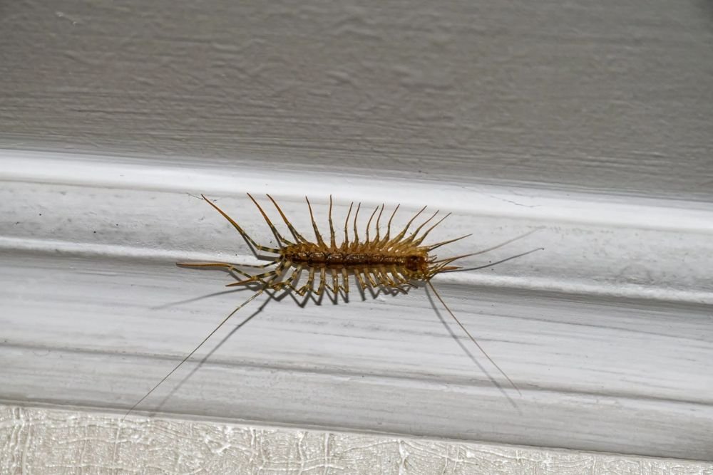 A centipede moving along a wall, emphasizing the importance of pest control in Fresno, CA homes.