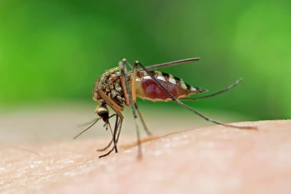 Effective Mosquito Extermination in Fresno, CA | Safe for Families