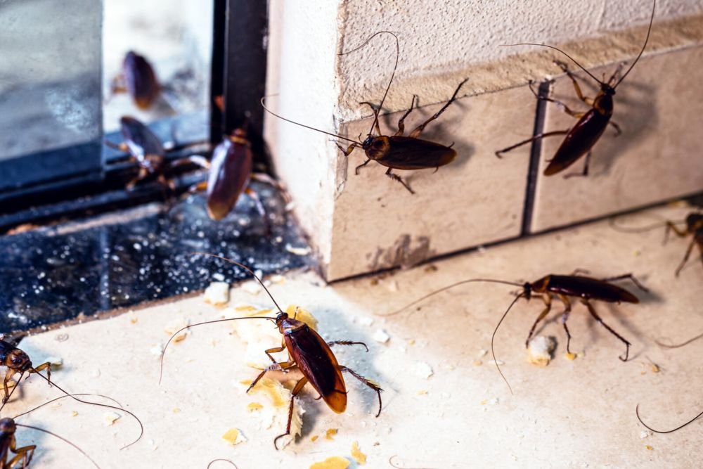 Cockroaches on the floor near a window, illustrating a pest issue that pest control services in Fresno, CA can address.