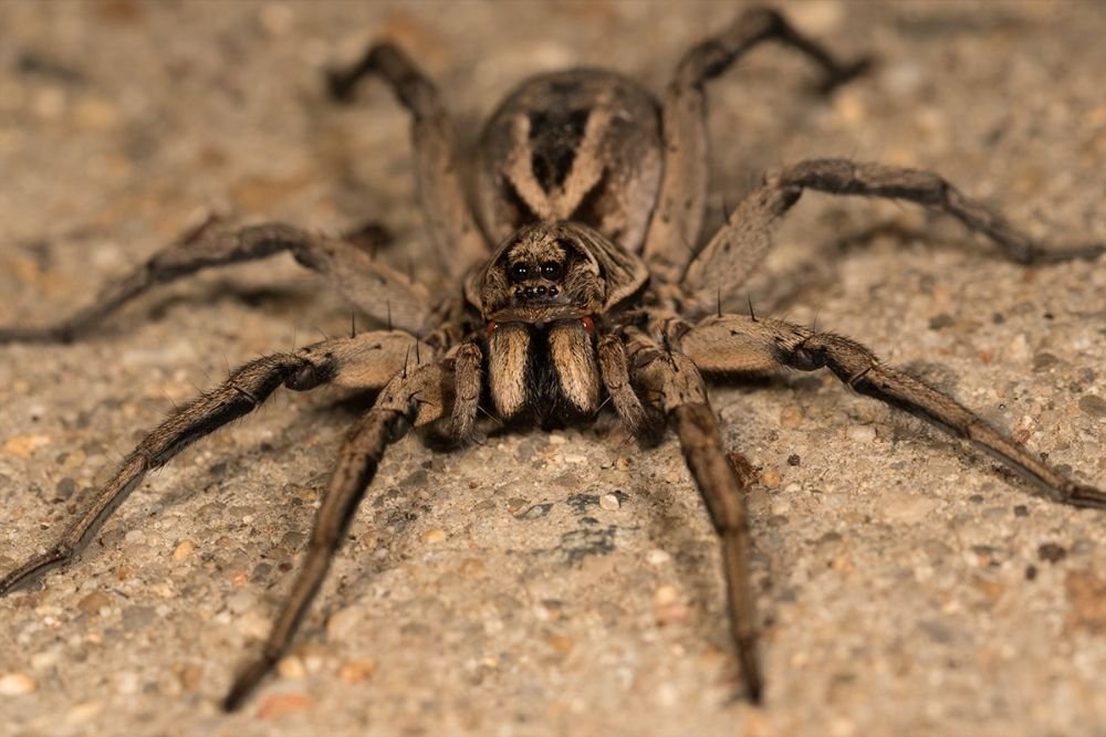 A large spider on the ground, emphasizing the importance of spider pest control in Fresno, CA.