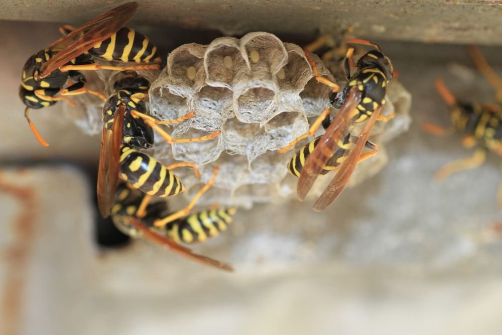 Wasps actively creating a nest on a building, showcasing the necessity for pest control services in Fresno, CA.