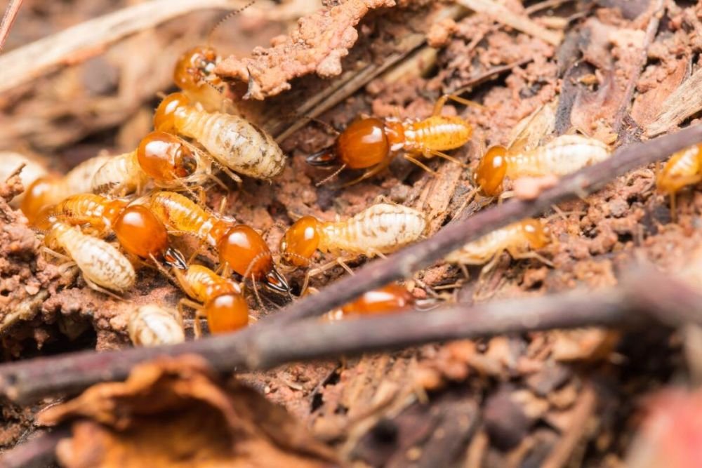Termites crawling in a pile on the ground, illustrating a pest issue that requires professional control in Fresno, CA.