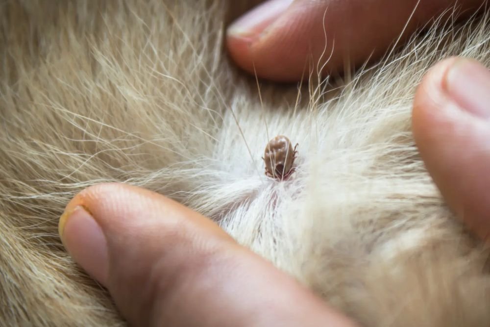 A person caressing a cat's fur, illustrating the bond between pet care and effective pest control services in Fresno, CA.