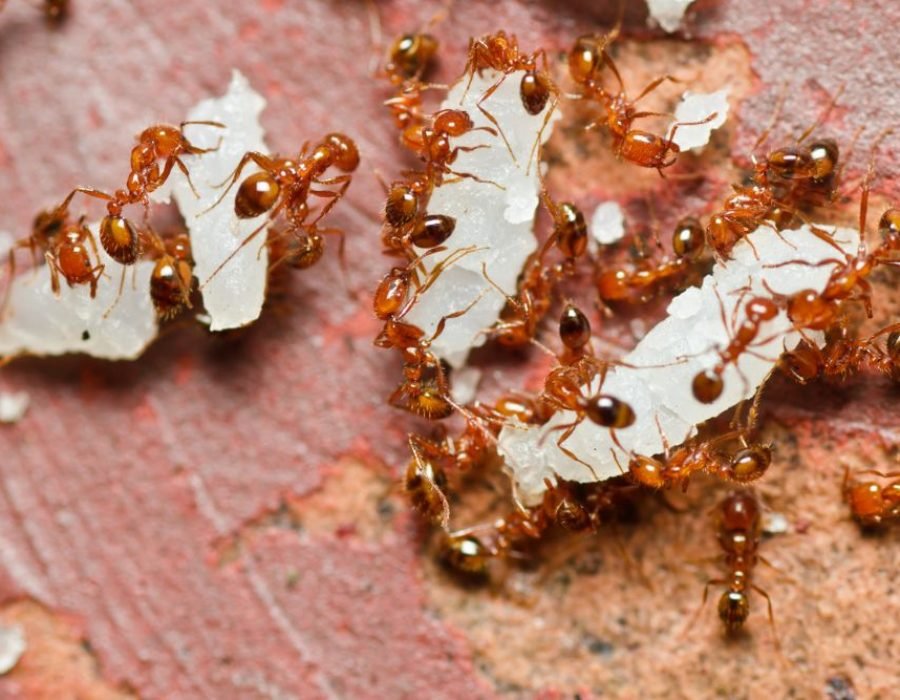 A piece of paper infested with ants, illustrating the necessity for pest control services in Fresno, CA.