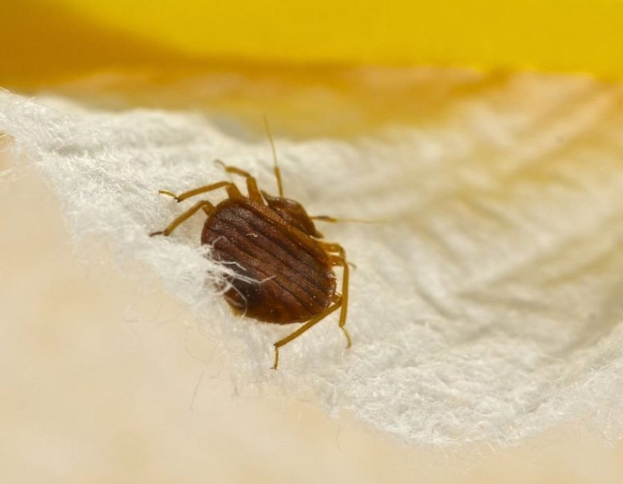 A bed bug resting on a white sheet, illustrating the pest problem tackled by a pest control service in Fresno, CA.