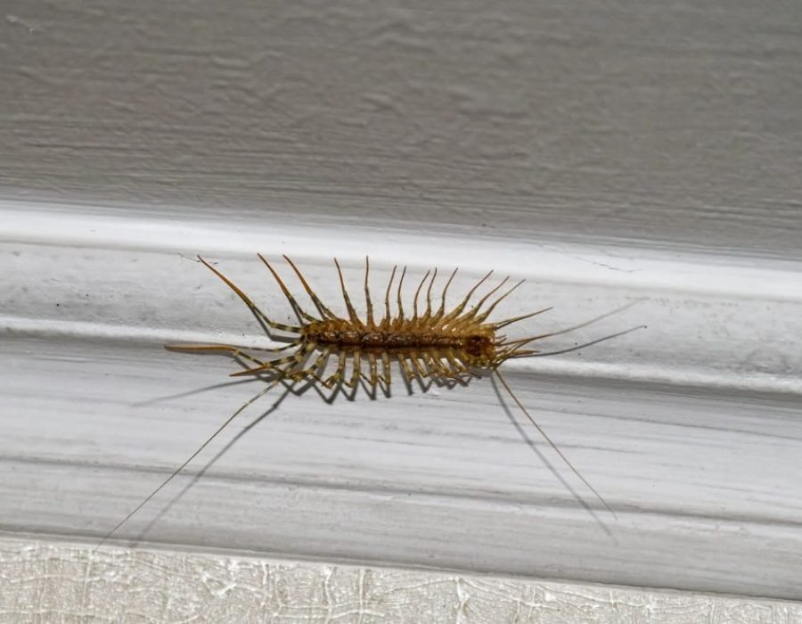 A centipede moving along a wall, emphasizing the importance of pest control in Fresno, CA homes.