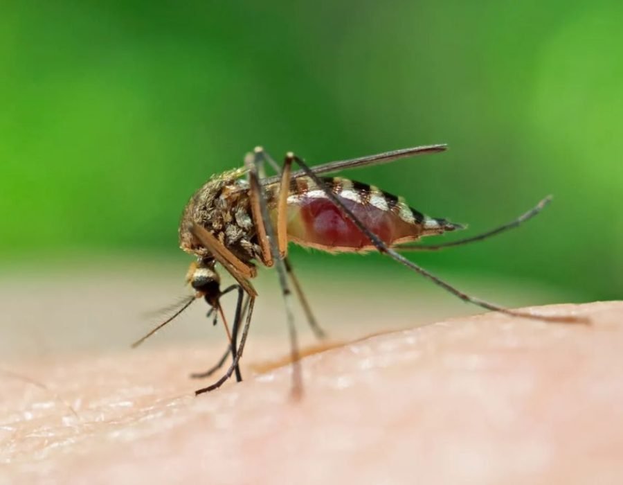 Effective Mosquito Extermination in Fresno, CA | Safe for Families