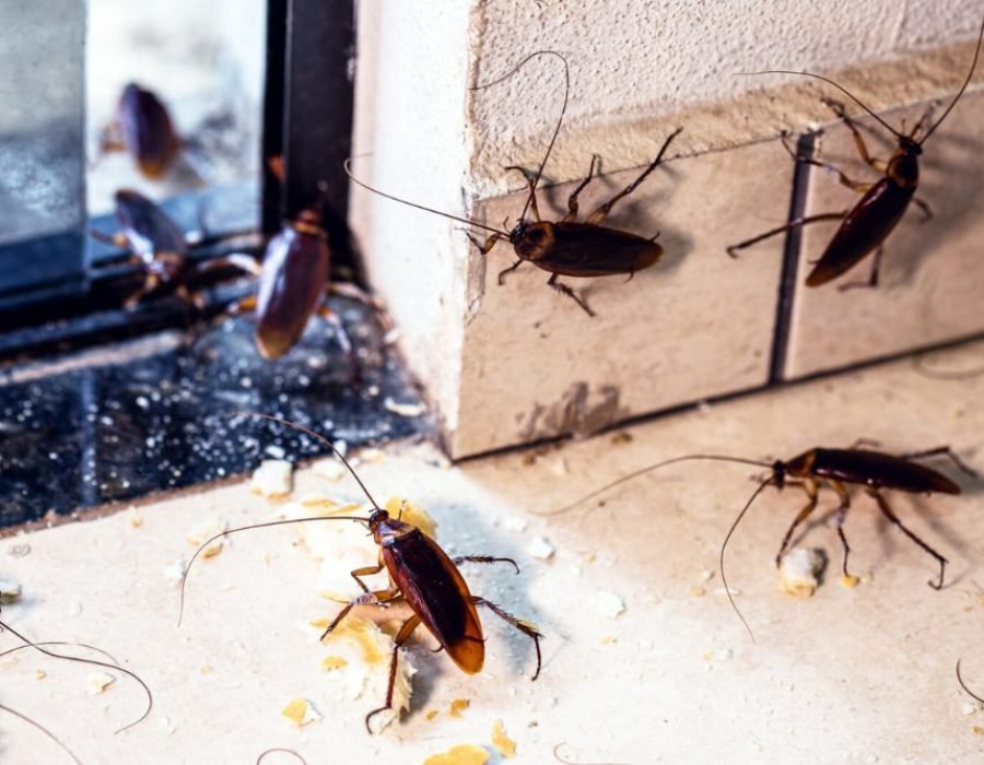 Cockroaches on the floor near a window, illustrating a pest issue that pest control services in Fresno, CA can address.