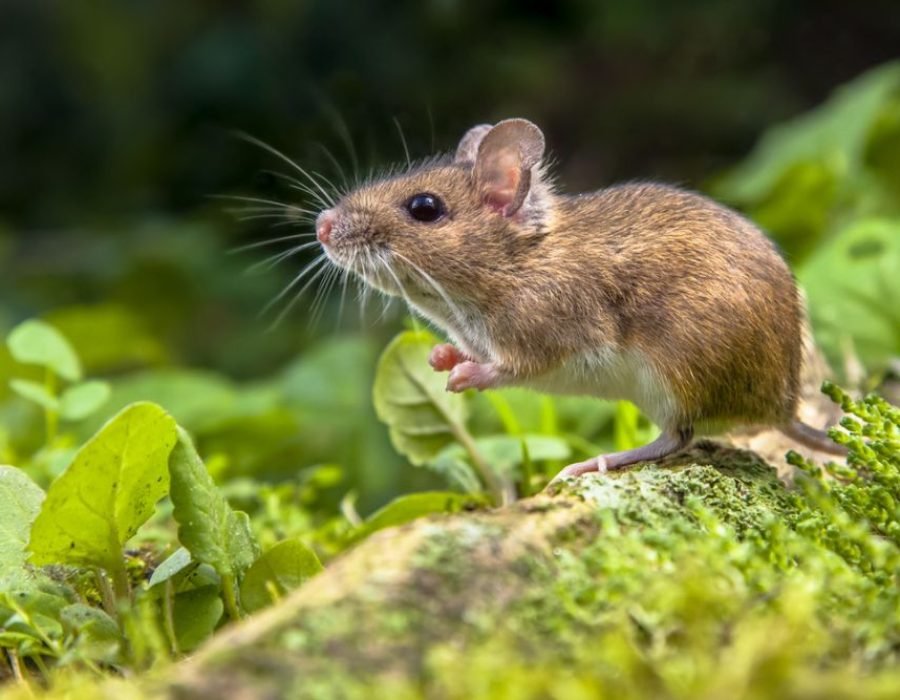A mouse on a rock in a forest, symbolizing the rodent pest control service offered in Fresno, CA.