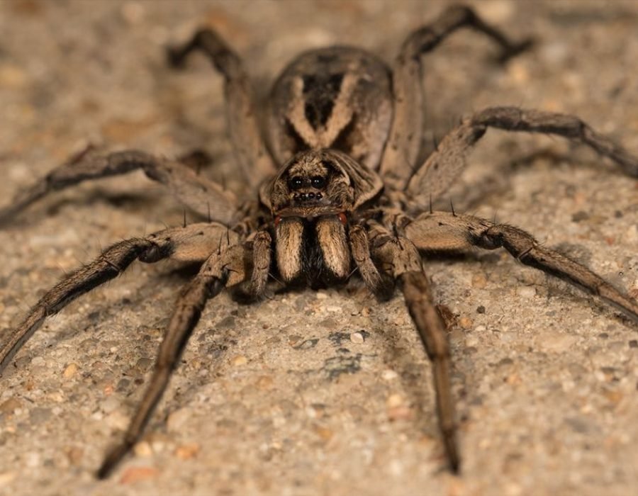 A large spider on the ground, emphasizing the importance of spider pest control in Fresno, CA.
