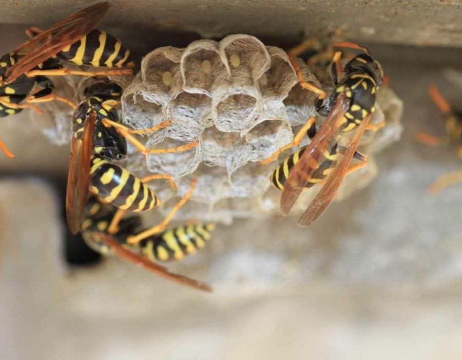 Wasps actively creating a nest on a building, showcasing the necessity for pest control services in Fresno, CA.