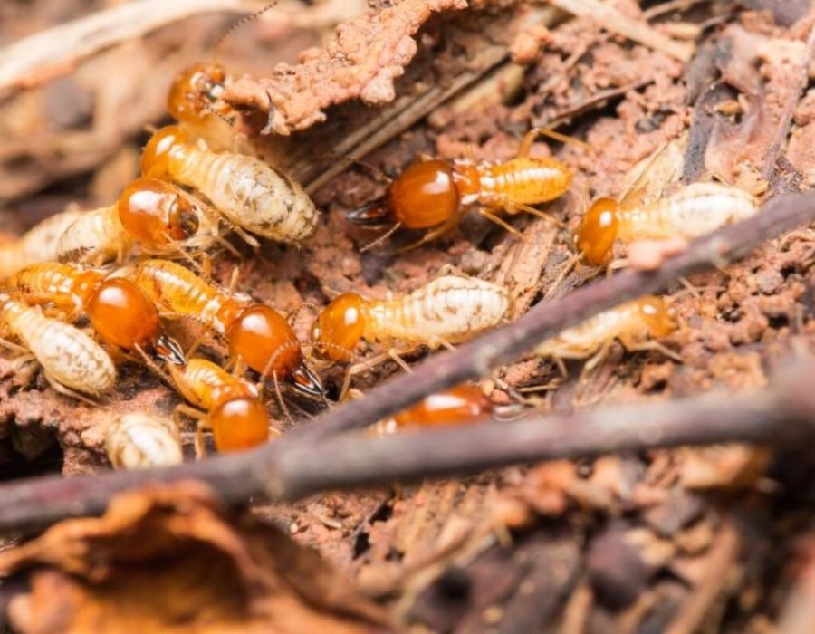 Termites crawling in a pile on the ground, illustrating a pest issue that requires professional control in Fresno, CA.