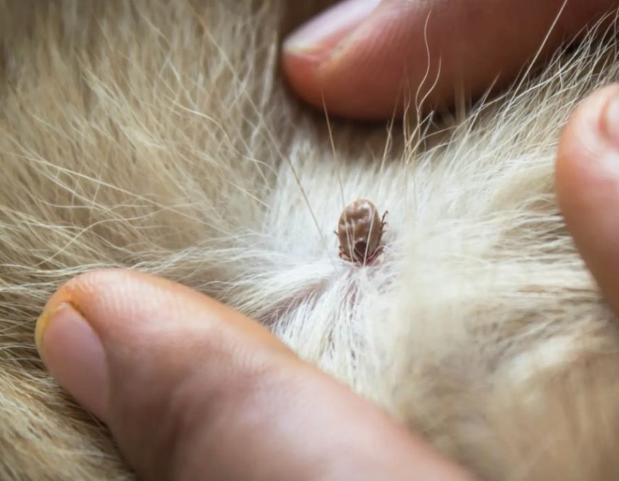 A person caressing a cat's fur, illustrating the bond between pet care and effective pest control services in Fresno, CA.
